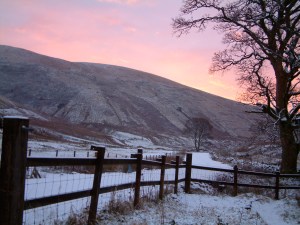 Sentinels on our track to the cottage