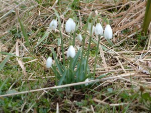 Welcoming sign of Spring