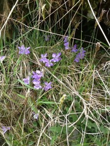 On the slopes of the fells wild violets grow. 