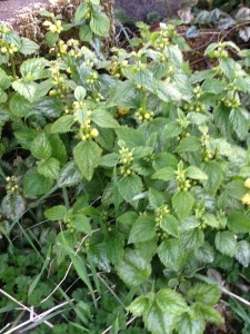 Dead nettle is loved by early bumblebees