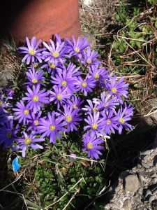 Magically, the anemone emerges and flowers in Spring, then disappears entirely by Summer. 