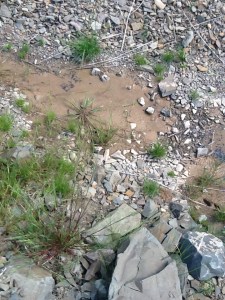 Last of the water in the sun dried ditch