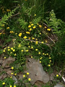 Bright flowers of vetch and tormentil adorn the rocks 