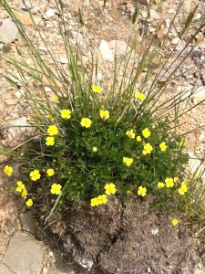 Loose sod of earth inhabited by tormentil