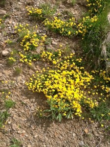 Carpet of vetch on the sandy slopes