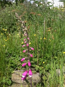 Spears of foxglove pierce through the vegetation