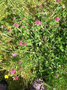 Pink clover, evidence of farming practice for herbal meadow for cattle. 