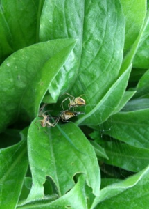 Male and female metellina wrapping prey