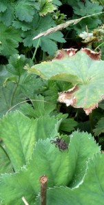Wolf spider (hunter) carrying young