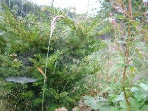 Metellina segmentata sp. spiral web (with hole in centre)