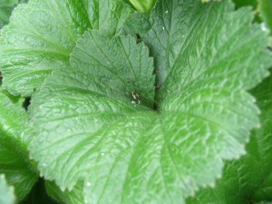 Harvestman  on water avens plant