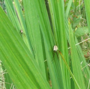 Metellina with young on crocosnia