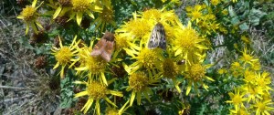 Ear and antler moth on ragwort