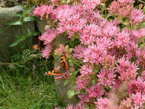 Small Tortoiseshell butterfly on a sedum