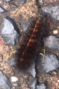 Crawling fast along the ground, the poisonous (to birds) White Ermine moth larvae