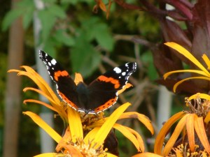 Red Admiral in yellow ligularia daisy