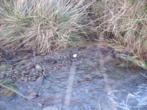 Two dippers were catching food at this spot