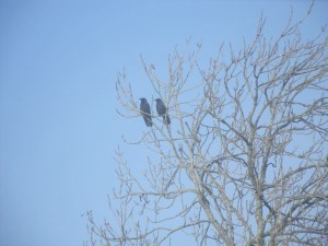 This tough couple have reared offspring for years, against all the odds