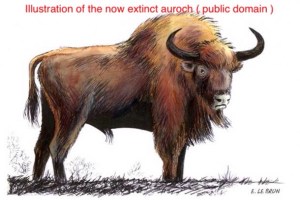 The Significance Of Aurochs Borderslynn 